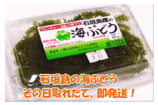 海ぶどう 60g入×3パック　計180g (タレ付き)・収穫当日に発送！《4月～10月順次発送》【 沖縄県 石垣市 海ブドウ 海藻 クビレヅタ 養殖 プチプチ 食感 常温 】SI-65