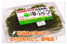 海ぶどう 60g入×3パック　計180g (タレ付き)・収穫当日に発送！《4月～10月順次発送》【 沖縄県 石垣市 海ブドウ 海藻 クビレヅタ 養殖 プチプチ 食感 常温 】SI-65