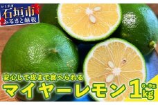 《2025年9月中旬以降順次発送》こだわりの青切りマイヤーレモン 約1kg (6～9個) 【 沖縄 石垣 数量限定 フルーツ レモン マイヤー メイヤー こだわり 】TF-26-1