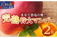 《2025年6月下旬～7月発送》【先行予約】最高糖度20度！？ まるで恐竜の卵！？完熟超特大マンゴー2個入り【 沖縄 石垣 八重山 マンゴー 完熟 期間限定 数量限定 特大 大玉 】TF-30