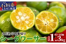 こだわりの青切りシークワーサー 1.3kg 約40〜60個 【 産地直送 沖縄 石垣島 石垣 八重山 シークワーサー 柑橘 フルーツ くだもの 果物 】TF-41