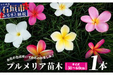 石垣島産 プルメリア苗木1本50〜60cm) 【 石垣島 南国 植物 花 苗木 観葉植物 】 NE-5