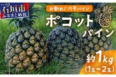 【予約受付】ポコットパイン1ｋｇ（1～2玉）お勧め♪川平パイン《2025年5月～10月頃順次発送》KN-3