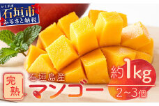石垣島産　完熟マンゴー 1kg (アーウィン種) 《2025年6月中旬から7月下旬順次発送》｜ ふるさと納税 マンゴー フルーツ 沖縄県 石垣市