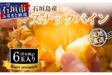 【先行予約】石垣島産 中玉スナックパイン（ボゴール）6玉 合計約6kg 《2025年夏季 順次発送》SI-112