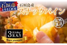【先行予約】石垣島産 中玉スナックパイン（ボゴール）3玉 合計約3kg 《2025年夏季 順次発送》SI-110