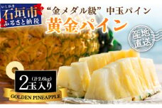 【先行予約】石垣島産 中玉 黄金パイン ２玉 合計約2.6kg《2025年夏季 順次発送》【 産地直送 沖縄 石垣 フルーツ パイナップル パイン 黄金パイン 】 SI-120