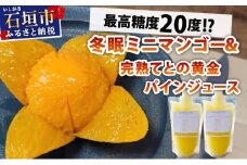 《8月以降順次発送》最高糖度20度！？冬眠ミニマンゴーと完熟てとの黄金パインジュース