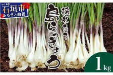 ≪2026年2月下旬～5月下旬発送≫採れたて島らっきょう 1kg 【 沖縄県 石垣市 野菜 らっきょう 島らっきょう おつまみ 採れたて 料理 漬物 天ぷら おかぴ農園 産地直送 】OK-01