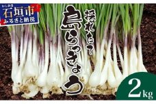 ≪2026年2月下旬～5月下旬発送≫採れたて島らっきょう 2kg 【 沖縄県 石垣市 野菜 らっきょう 島らっきょう おつまみ 採れたて 料理 漬物 天ぷら おかぴ農園 産地直送 】OK-03
