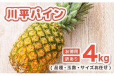 【2026年7月以降順次発送】川平パイン お徳用訳あり4kg ( 品種・玉数・サイズお任せ ) KN-6
