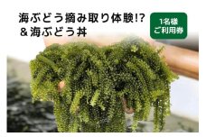 海ぶどう 摘み取り 体験 !?& 海ぶどう丼 1名様 ご利用券 体験チケット 沖縄旅行 チケット クーポン 予約 アクティビティ 家族 家族旅行 海ぶどう狩り 沖縄 食材 自然体験 子供 子ども ご当地グルメ 食事券 食事チケット 施設利用券 沖縄観光 沖縄県 糸満市