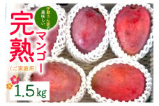 【 先行予約 2025年 発送 】 伊敷さん家の美味しい 完熟マンゴー 1.5kg ( ご家庭用 ) マンゴー 沖縄県産 マンゴー アップルマンゴー アーウィンマンゴー 果物 南国 くだもの フルーツ 完熟 夏 旬 沖縄 産地直送 農家直送 家庭用 糸満市 