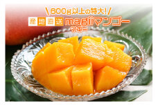 【 先行予約 2025年 発送 】 産地直送 magiiマンゴー 600g 以上の 特大 ! 完熟マンゴー 沖縄県産 マンゴー アップルマンゴー アーウィンマンゴー 国産 果物 南国 くだもの フルーツ 完熟 夏 旬 特産品 沖縄 お取り寄せ 農家直送 甘い 濃厚 糸満市 