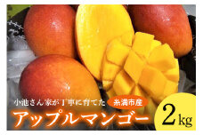 小池さん家が丁寧に育てた アップルマンゴー 2kg 沖縄県産 マンゴー アーウィンマンゴー 2キロ 国産 完熟マンゴー 果物 南国 くだもの フルーツ 完熟 夏 旬 沖縄 お取り寄せ 産地直送 農家直送 甘い 濃厚 糸満市 