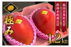 【 先行予約 2025年 発送 】 沖縄県産 マンゴー『極み。』 大玉 1.2kg 山城マンゴー屋 アップルマンゴー アーウィンマンゴー 国産 完熟マンゴー 果物 南国 くだもの フルーツ 完熟 夏 旬  沖縄 お取り寄せ 産地直送 農家直送 甘い 濃厚 糸満市 