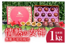 【 先行予約 2025年 発送 】 沖縄情熱農園 農薬不使用栽培 パッションフルーツ 「情熱の女神」 1kg (化粧箱) 贈答用 贈答品 ギフト 沖縄県産 果物 フルーツ くだもの 産地直送 農家直送 産直 酸味 甘い 1キロ 贈り物 沖縄県 糸満市 