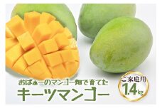 【 先行予約 2026年 発送 】 おばぁーのマンゴー畑で育てた キーツマンゴー (ご家庭用) 沖縄県産 マンゴー 1.4kg マンゴー 国産 果物 くだもの フルーツ 夏 旬 特産品 沖縄 お取り寄せ 名産品 お土産 甘い 濃厚 糸満市 家庭用 緑色 幻のマンゴー 
