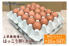 はっこう卵 ( 赤卵 ) MS~L サイズ 55個 +破卵保障5個  サイズ おまかせ 卵 たまご タマゴ 鶏卵 優良醗酵飼料 平飼い ゲージ おいしい 生卵 味卵 煮卵 目玉焼き ゆで卵 キッシュ 朝食 定番  上原養鶏場 沖縄 産地直送 沖縄県 糸満市 