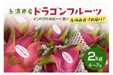 【2025年発送】糸満市産　「ドラゴンフルーツ　インパクトルビー　赤」2kg　（4～7玉）国産 産地直送 果実 果物 くだもの フルーツ 贈り物 贈答品 お取り寄せ トロピカルフルーツ 旬 あっさり 厳選 常温 ピタヤ 火龍果 南国 沖縄産 沖縄県 糸満市 