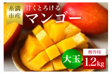 【 先行予約 2025年 発送 】 かねよしマンゴーの甘くとろける マンゴー 1.2kg (大玉500g～650g)( 贈答用 ) アップルマンゴー フルーツ 果物 ギフト 沖縄県産 国産 完熟マンゴー くだもの ギフト 贈答品 贈り物 産地直送 農家直送 糸満市