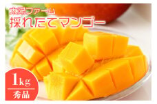 【 先行予約 2026年 発送 】太陽ファームの採れたて マンゴー 1kg ( 秀品 ) 沖縄県産 マンゴー アップルマンゴー アーウィンマンゴー 1キロ 国産 完熟マンゴー 果物 くだもの フルーツ 完熟 夏 沖縄 お取り寄せ ギフト 産地直送 農家直送 糸満市 