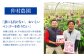 【 先行予約 2026年発送 】【贈答用】仲村農園の完熟アップルマンゴー2kg  マンゴー 沖縄 マンゴー 先行予約 