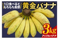 黄金バナナ（アップルバナナ）約3kg(CF001-1)