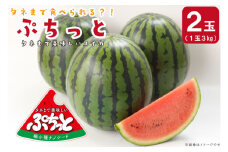 【2025年6月より順次発送】タネまで食べられる？！ タネまで美味しいスイカ「ぷちっと」約6kg（2玉）｜沖縄 沖縄県 豊見城市 ふるさと納税 果物 スイカ フルーツ すいか 送料無料(CI002)