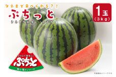 【2025年6月より順次発送】タネまで食べられる？！ タネまで美味しいスイカ「ぷちっと」約3kg（1玉）｜沖縄 沖縄県 豊見城市 ふるさと納税 果物 スイカ フルーツ すいか 送料無料(CI001)