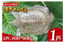 【生きたまま直送】活きすっぽん  1匹  800g～900g｜すっぽん スッポン 養殖 コラーゲン コラーゲンたっぷり 低カロリー 美容 健康 １匹 送料無料 豊見城市産 沖縄県(CS001)