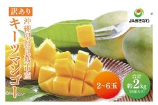 【2025年発送・訳あり】キーツマンゴー 2～6玉(約2kg)【白箱】ご家庭用｜訳あり わけあり 訳アリ キーツマンゴー マンゴー キーツ フルーツ 果物 くだもの おきなわマンゴー 家庭用 先行予約 沖縄県 豊見城市(AE016)