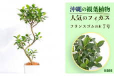 沖縄の観葉植物 人気のフィカス フランスゴム7号　角鉢