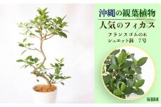 沖縄の観葉植物 人気のフィカス フランスゴム7号 シュエット鉢