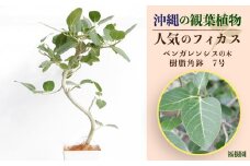 沖縄の観葉植物 人気のフィカス ベンガレンシス7号　角鉢