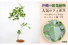 沖縄の観葉植物 人気のフィカス ベンガレンシス7号　シュエット鉢