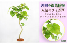 沖縄の観葉植物 人気のフィカス ウンベラータ8号 シュエット鉢ポット