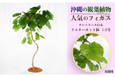 沖縄の観葉植物 人気のフィカス ウンベラータ10号 ラスターポット