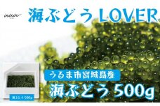海ぶどうLover　500gパック【2025年4月より順次発送】