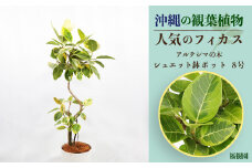 沖縄の観葉植物 人気のフィカス アルテシマ8号　シュエット鉢ポット