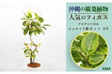沖縄の観葉植物 人気のフィカス アルテシマ8号　シュエット鉢ポット