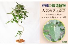 沖縄の観葉植物 人気のフィカス ベンガレンシス8号　シュエット鉢ポット