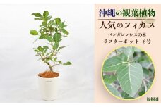 沖縄の観葉植物 人気のフィカス ベンガレンシス6号 ラスターポット