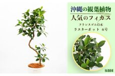 沖縄の観葉植物 人気のフィカス フランスゴム6号 ラスターポット