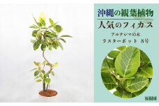 沖縄の観葉植物 人気のフィカス アルテシマ8号 ラスターポット