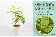 沖縄の観葉植物 人気のフィカス アルテシマ6号 ラスターポット