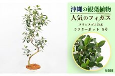 沖縄の観葉植物 人気のフィカス フランスゴム8号 ラスターポット
