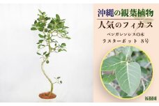 沖縄の観葉植物 人気のフィカス ベンガレンシス8号 ラスターポット