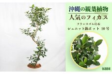 沖縄の観葉植物 人気のフィカス フランスゴム10号 シュエット鉢ポット