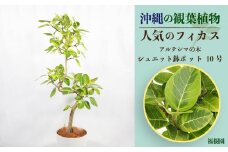 沖縄の観葉植物 人気のフィカス アルテシマ10号 シュエット鉢ポット